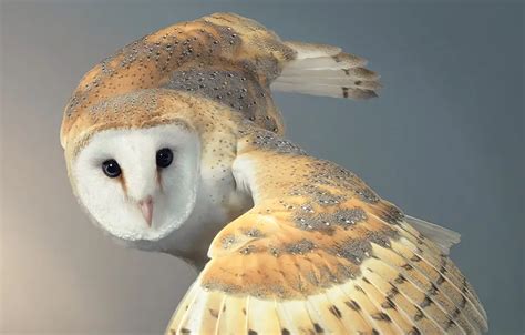 20 Stunning Portraits Of Rare And Endangered Birds Full Of Personality ...