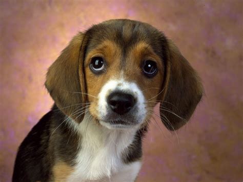 Beagle puppy dog :) - Hound Dogs Wallpaper (15363092) - Fanpop