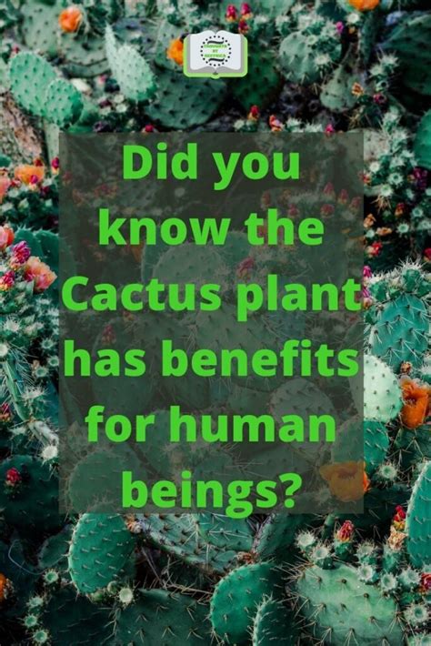 Did you know that the Cactus plant has benefits for human beings?