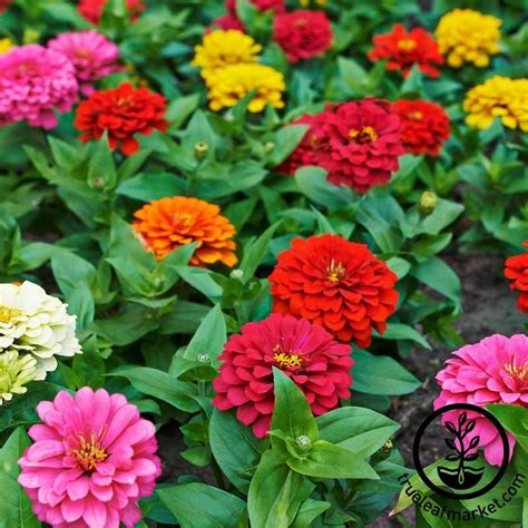 Zinnia Dahlia Flowered Mixture Seed | Zinnia flowers, Flower seeds, Zinnias