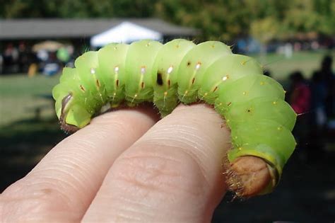 large green caterpillar - Antheraea polyphemus - BugGuide.Net