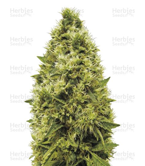 White Widow 🕸️ feminized seeds for sale by Victory Seeds - Herbies Seeds