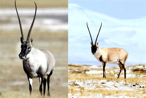 The lonely Tibetan Antelope - Tibet travel guide