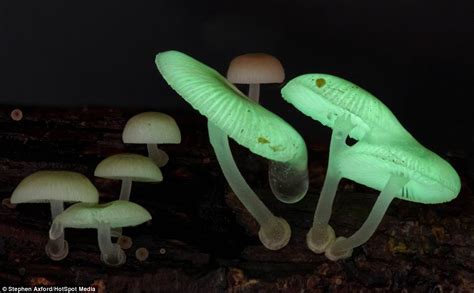 Now they're magic mushrooms! Amazing images reveal alien-like ...