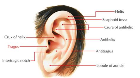 Tragus of the Ear – Earth's Lab