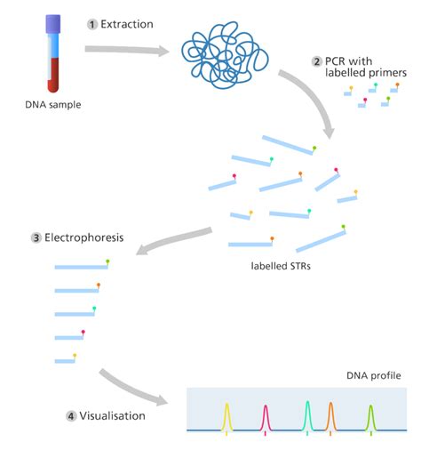 DNA Profiling