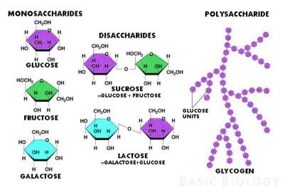 Molecules of Life | Basic Biology