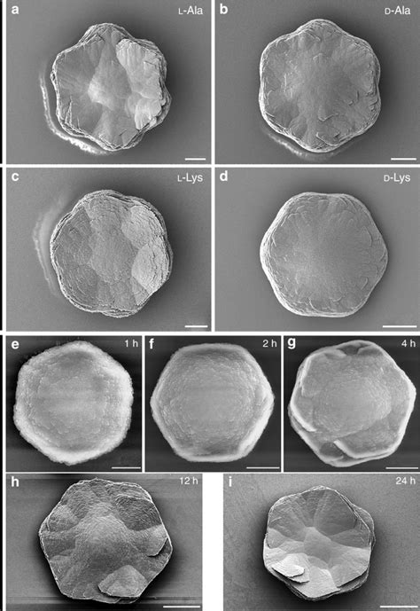 | Symmetric vaterite grown in nonacidic amino acids. Unlike the chiral... | Download Scientific ...