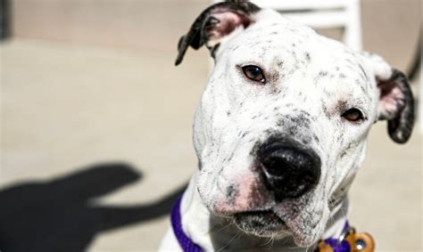 Harrisburg Humane Society will stop identifying adoptable dogs by their ...