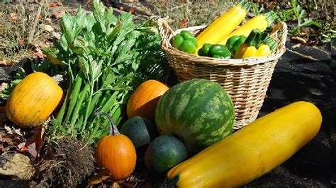 OMG! Grow Great Vegetables In Your Fall Garden - Wise Gardening