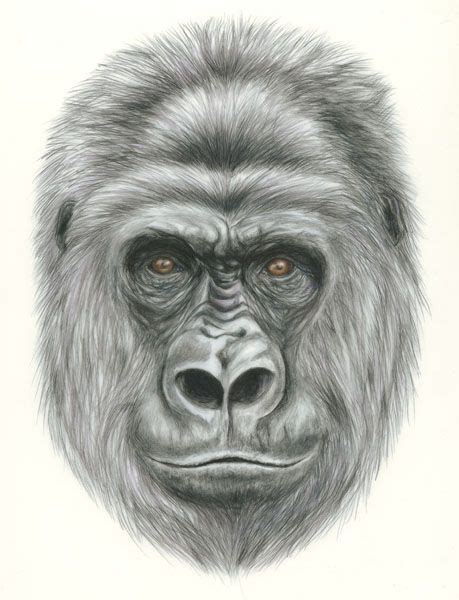 Gorilla Face | Gorilla, Animal drawings sketches, Face drawing