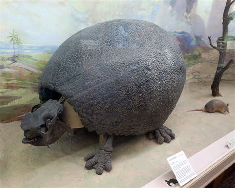 Flickriver: Most interesting photos tagged with glyptodon