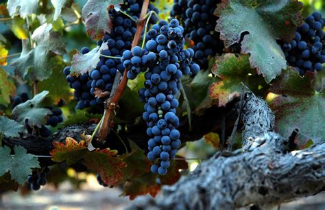File:Grape of old vine shiraz.jpg - Wikimedia Commons