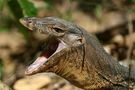 Image result for monitor lizard teeth mouth open | Monitor lizard, Monitor