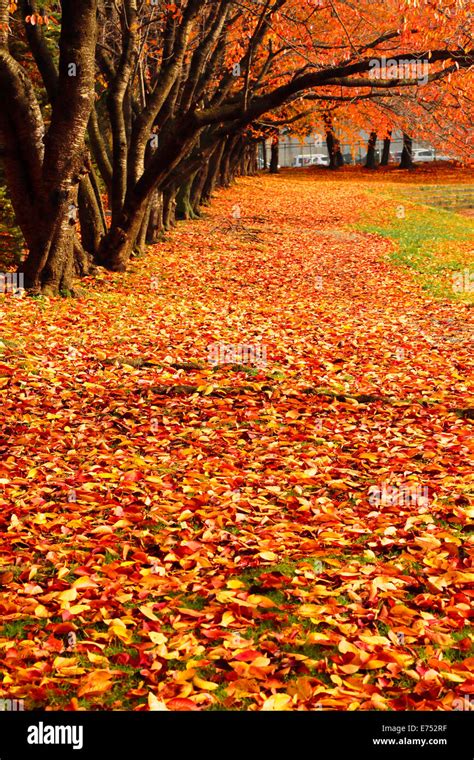 Autumn leaves in Japan Stock Photo - Alamy