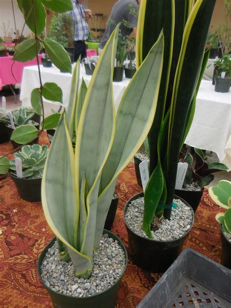 Sansevieria trifasciata laurentii silver (Have) | 1000 | Plants, Sansevieria plant, Snake plant