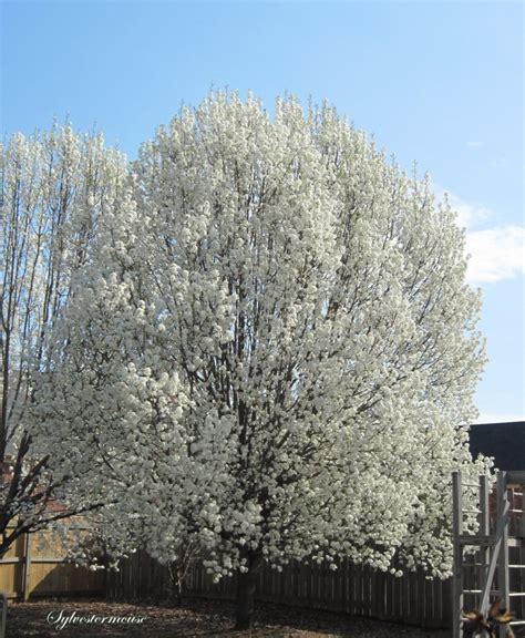 Flowering Pear Trees - Easy Backyard Gardening