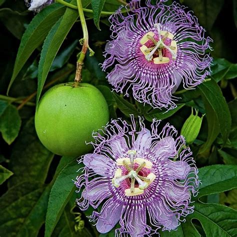 Maypop Purple Passion Flower Plant Care & Growing Basics: Water, Light, Soil, Propagation etc ...