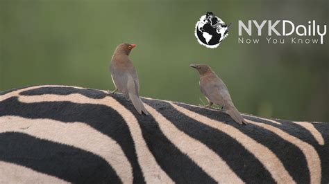 Symbiotic Relationship: Oxpecker and Zebra - NYK Daily