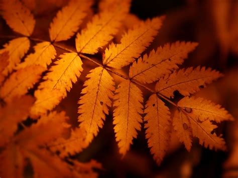 orange leaves of the autumn wallpapers and images - wallpapers ...