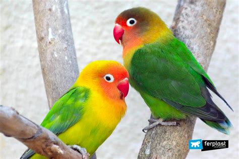 Lovebirds: The Main Species of Inseparable Parrots