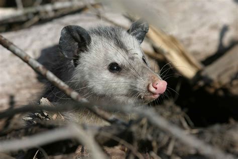 Opossum Facts - Animal Facts Encyclopedia