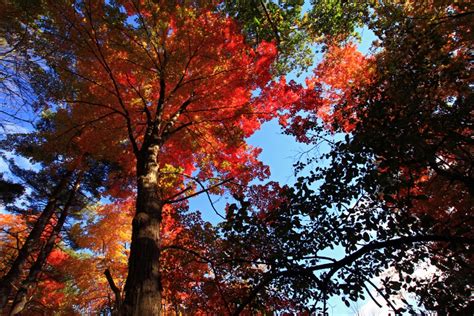 Photos: Fall colours on display across Canada | CTV News