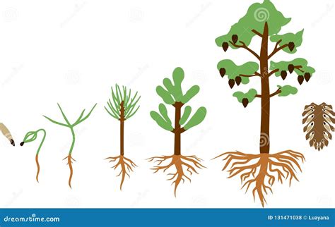 Pine tree life cycle stock vector. Illustration of developing - 131471038