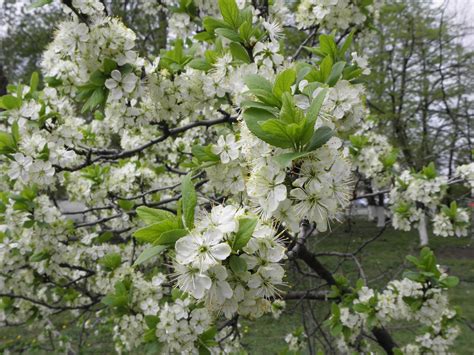 Prunus domestica L. | Plants of the World Online | Kew Science