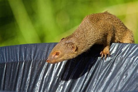 The Mongoose In Hawaii And The Catastrophe It’s Caused