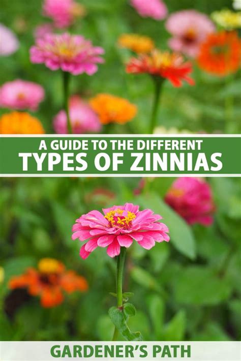 A Guide to the Different Types of Zinnias | Gardener’s Path