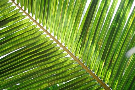 HD wallpaper: green palm leaf, coconut leaf, tropical, palm tree, frond, green color | Wallpaper ...