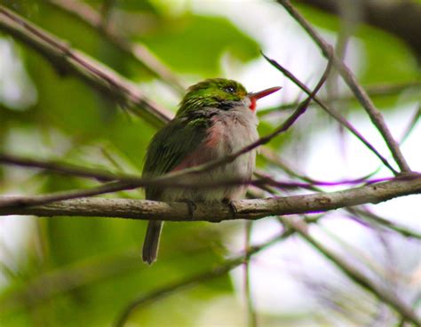 Cuban Tody Cuba Holiday, Bird Photo, Cuban, Birds, Animals, Animales, Animaux, Bird, Animal