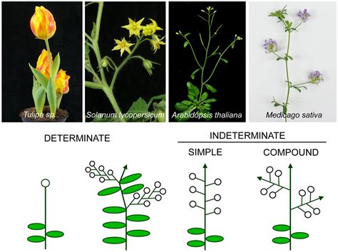 Frontiers | Genetic control of inflorescence architecture in legumes | Plant Science