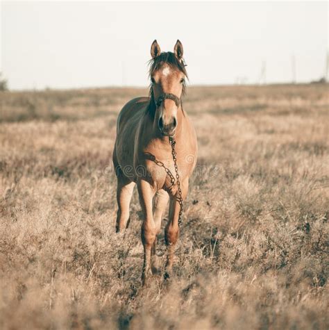 Alone Horse Grazing on Meadow in Sunset Stock Image - Image of meadow, summer: 150894869