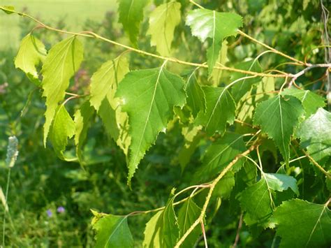 Gray Birch - Betula populifolia | The Arboretum