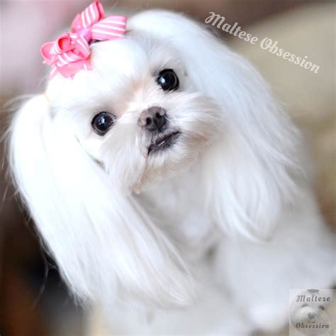 Maltese Obsession: Pet Maltese Grooming at Home | Teacup puppies ...