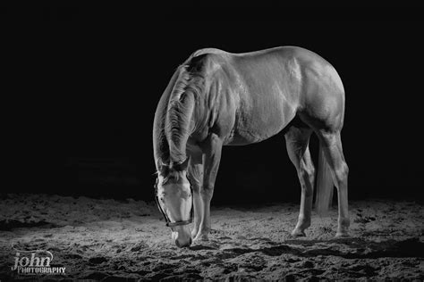 Horse project – John Photography