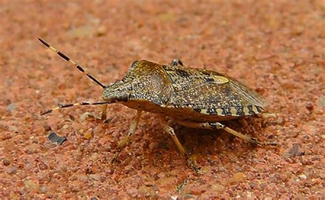 80 Best of Rhaphigaster Nebulosa Danger - insectza