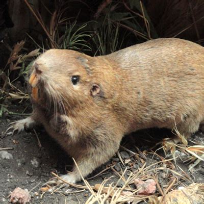 Gophers - Poulin's Pest Control