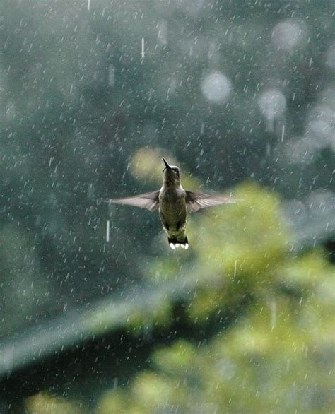 Pin by Tammy Shirley on *~*Birds*~* | I love rain, Dancing in the rain, Rainy days