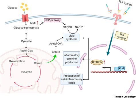 Lipid Metabolism in Regulation of Macrophage Functions: Trends in Cell Biology