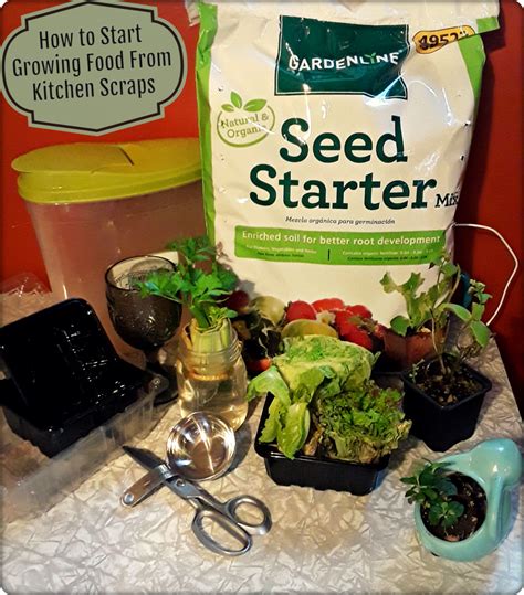 Growing Food from Kitchen Scraps: How to Get Started – TreadlingHome