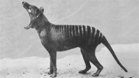 Rare videos of some animals before they extinct - The Eye