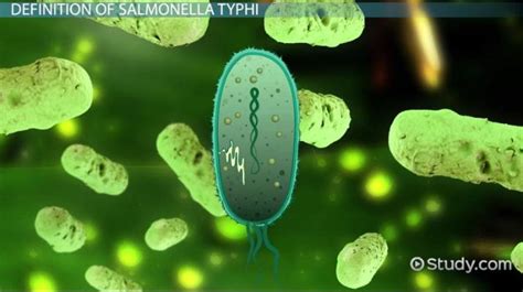 Characteristics of Salmonella Typhi Bacteria - Lesson | Study.com