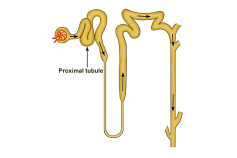 Tubules are very narrow tubes that take waster out of blood