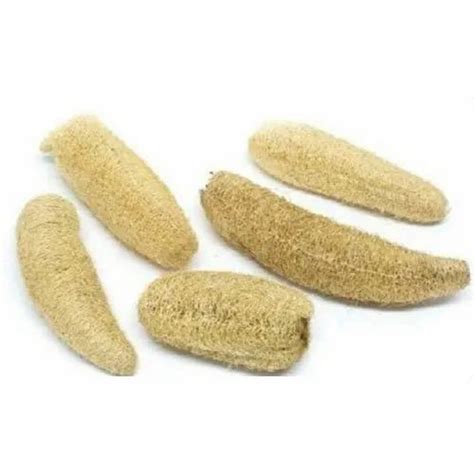 Natural Loofah Sponge at Rs 10 | लूफा स्पंज in Pune | ID: 18316268933