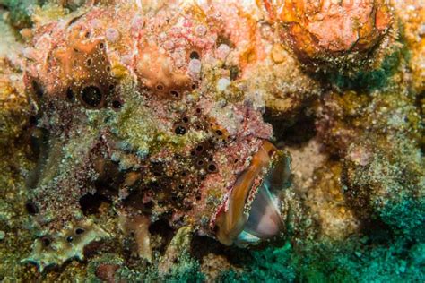 Seven frogfish facts - More Fun Diving