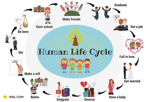 Human Life Cycle: Useful Stages of Life with Pictures • 7ESL | Human life cycle, Life cycles ...