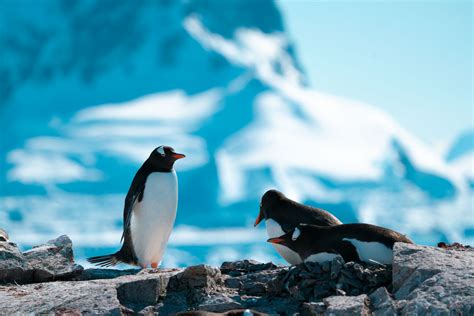 Antarctic Adventure Activities - Fly & Cruise -Antarctica21